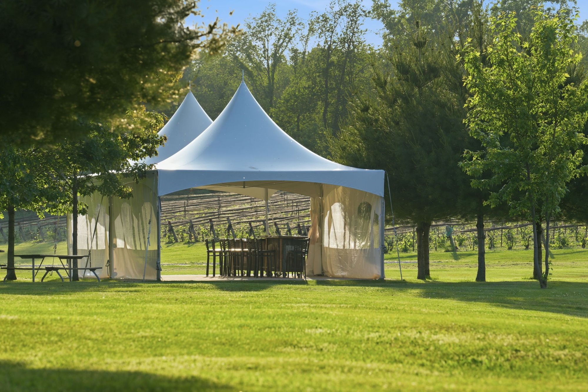 A peaked tent among the trees beside the vineyard