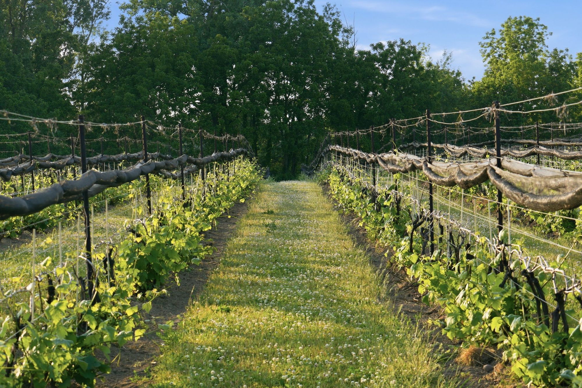 Between two rows of vines in early summer