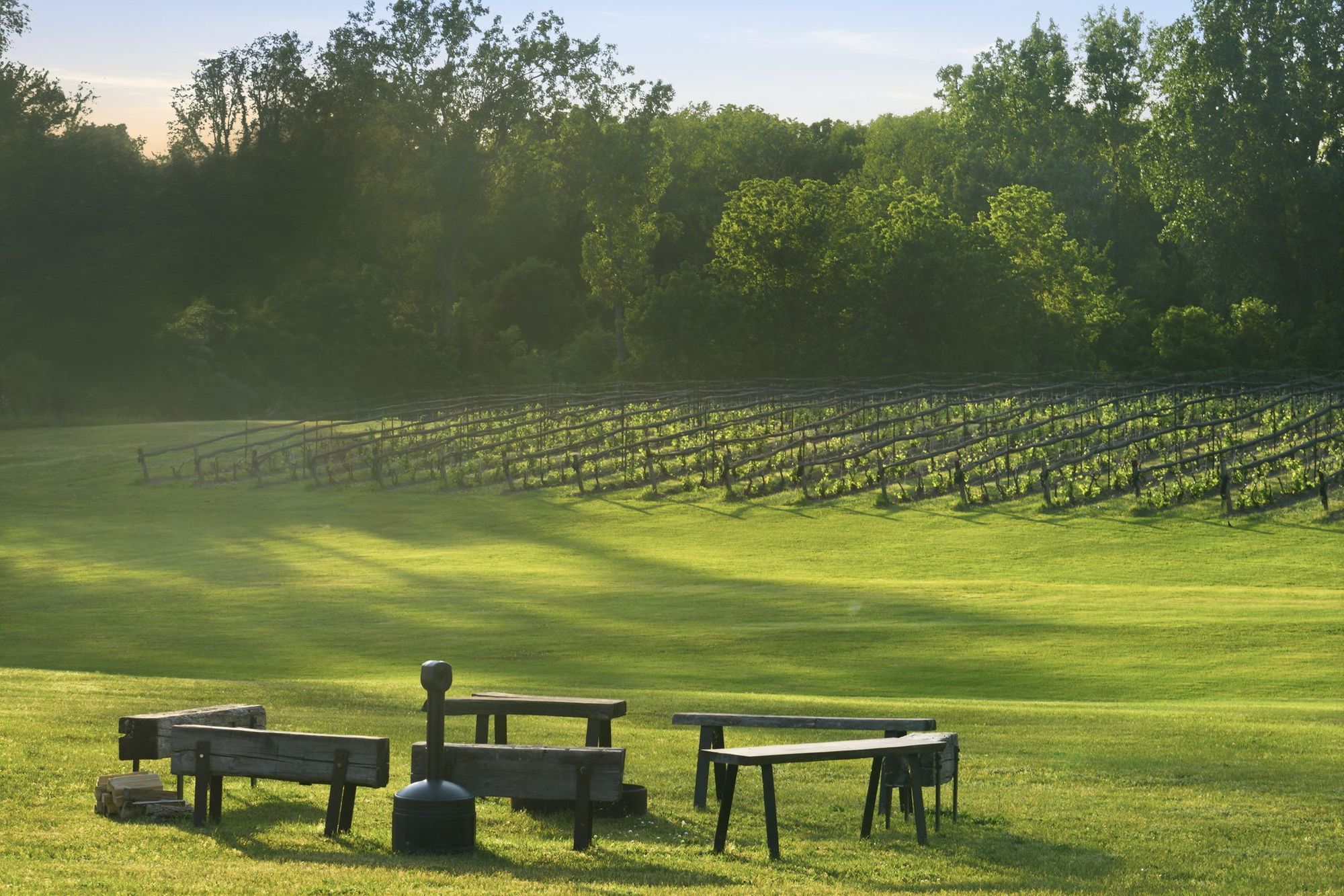 Benches on the lawn at the edge of the vineyard in morning light