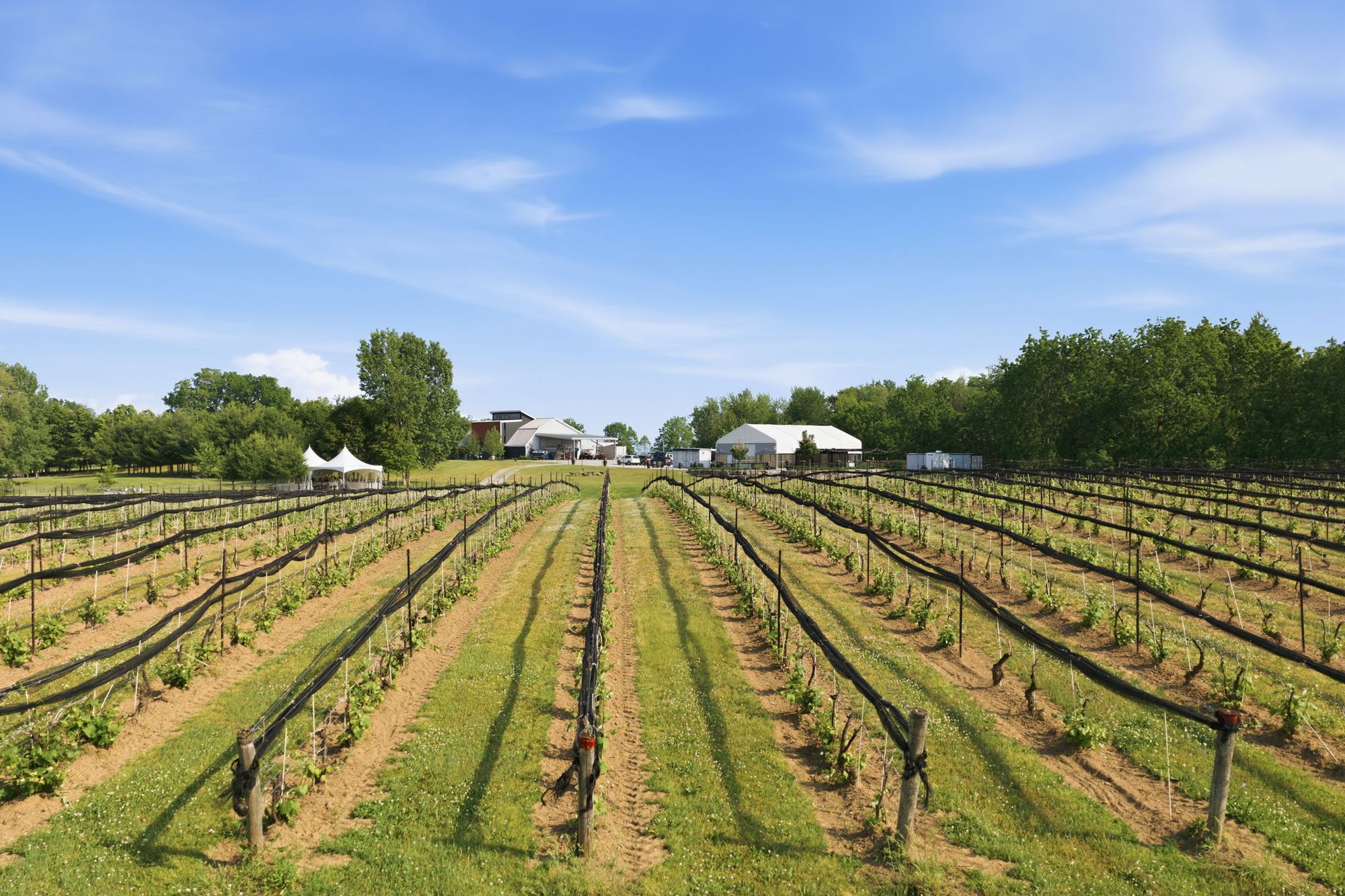 Rows of vines running out toward the event space