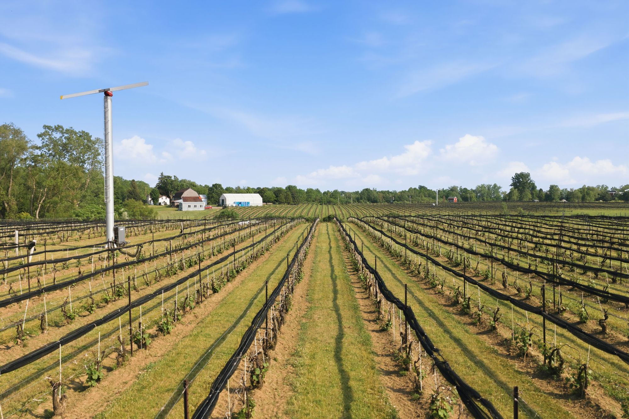 The vineyard and its wind machine